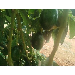 Aguacates Hass valencianos recién recogidos del árbol en Castellón