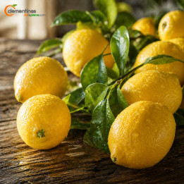 Limones valencianos recién recogidos del árbol en Almazora, Castellón
