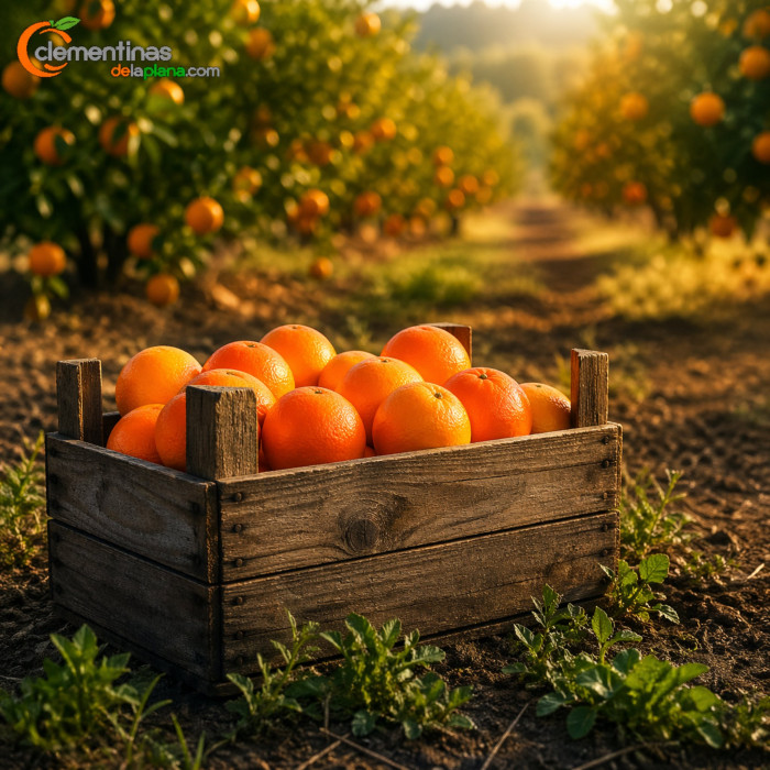 Caja doble de naranjas de mesa valencianas recién recogidas del árbol en Almazora, Castellón