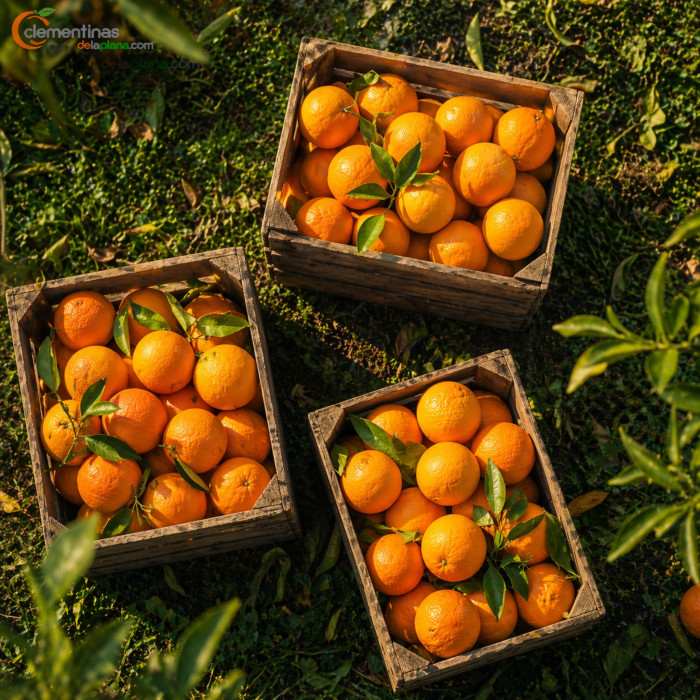 Caja doble de naranjas de mesa valencianas recién recogidas del árbol en Almazora, Castellón