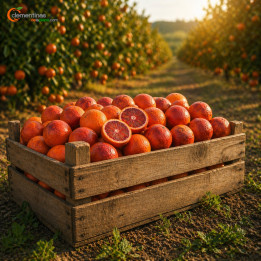 Caja de naranjas Sanguinelli valencianas recién recogidas del árbol en Almazora, Castellón