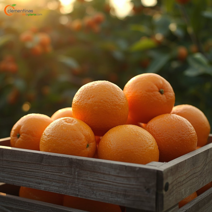 Naranjas de mesa valencianas recién recogidas del árbol en Almazora, Castellón