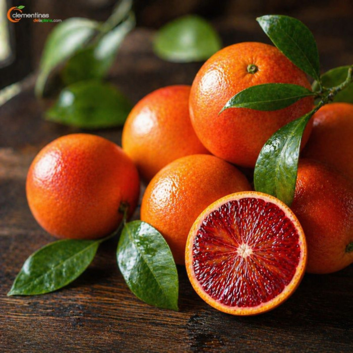 Naranjas Sanguinelli valencianas recién recogidas del árbol en Almazora, Castellón