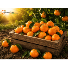 Mandarinas Valencianas 15 kg