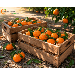 Mandarinas Valencianas 30 kg (2x15kg)