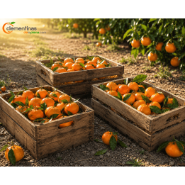 Mandarinas Valencianas 45 kg (3x15kg)