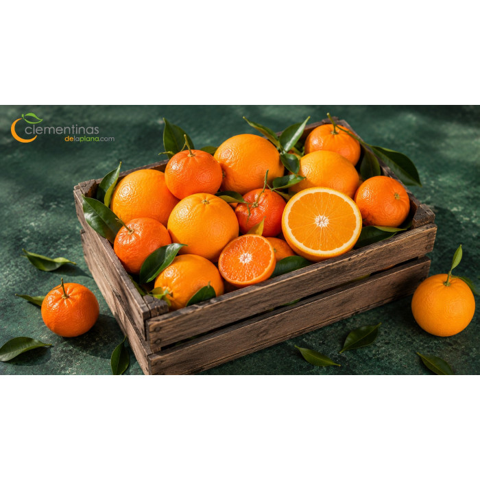 Caja mixta de naranjas y mandarinas valencianas recién recogidas del árbol en Almazora, Castellón