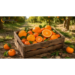 Caja mixta de naranjas y mandarinas valencianas recién recogidas del árbol en Almazora, Castellón
