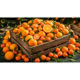 Dos cajas de naranjas y mandarinas valencianas recién recogidas del árbol en Almazora, Castellón