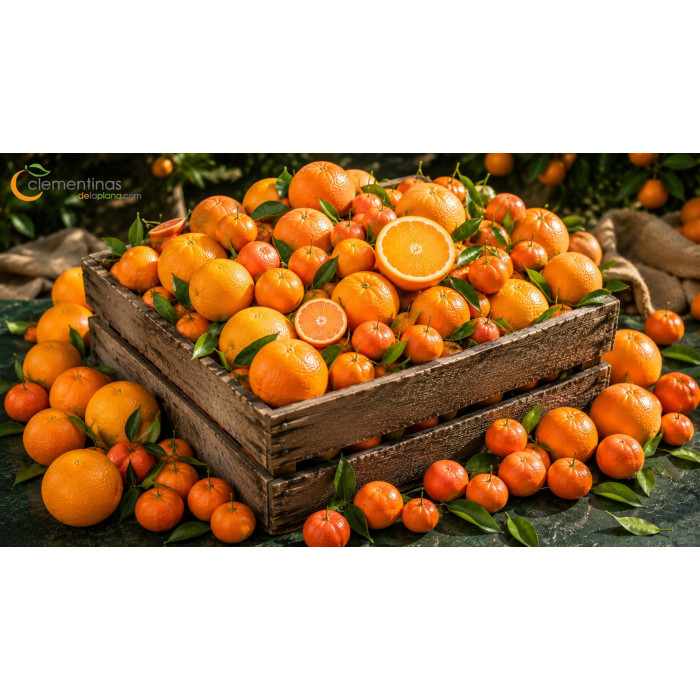 Dos cajas de naranjas y mandarinas valencianas recién recogidas del árbol en Almazora, Castellón