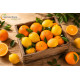 Caja mixta de limones y naranjas valencianas recién recolectadas
