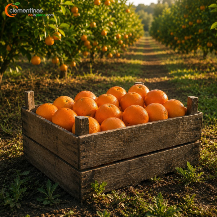 Caja de 15kg con naranjas de mesa valencianas recién recolectadas