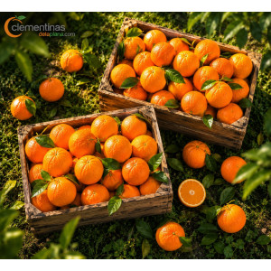 Caja de 30kg con naranjas de mesa valencianas recién recolectadas