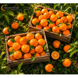 Caja de 30kg con naranjas de mesa valencianas recién recolectadas