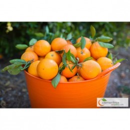 Naranjas Mesa 15kg