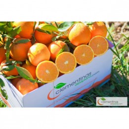 Naranjas de mesa valencianas recién recogidas del árbol en Almazora, Castellón