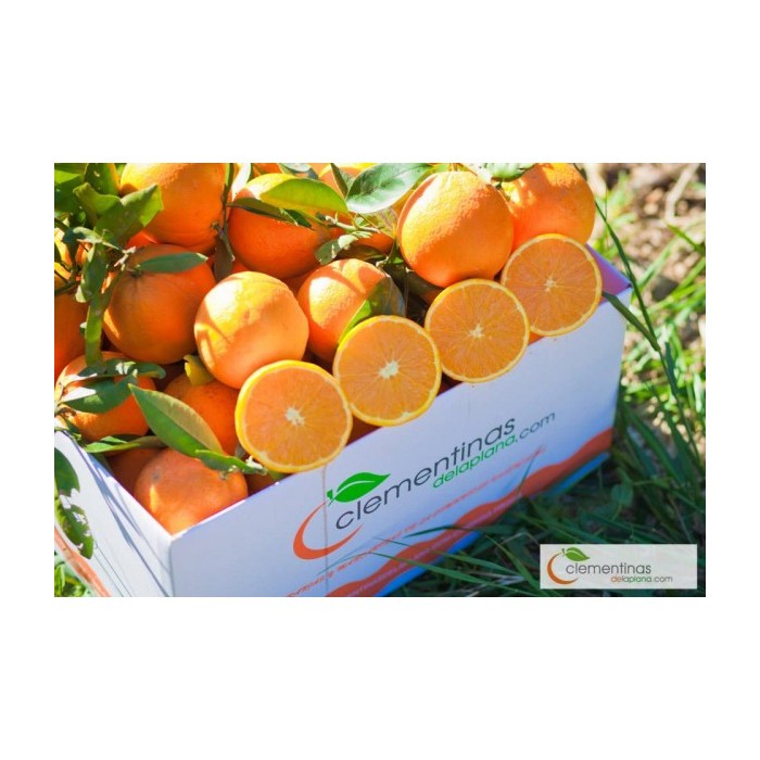 Caja doble de naranjas de mesa valencianas recién recogidas del árbol en Almazora, Castellón