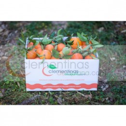 Dos cajas de naranjas y mandarinas valencianas recién recogidas del árbol en Almazora, Castellón