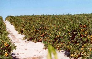 Bienvenidos a Clementinas de la Plana