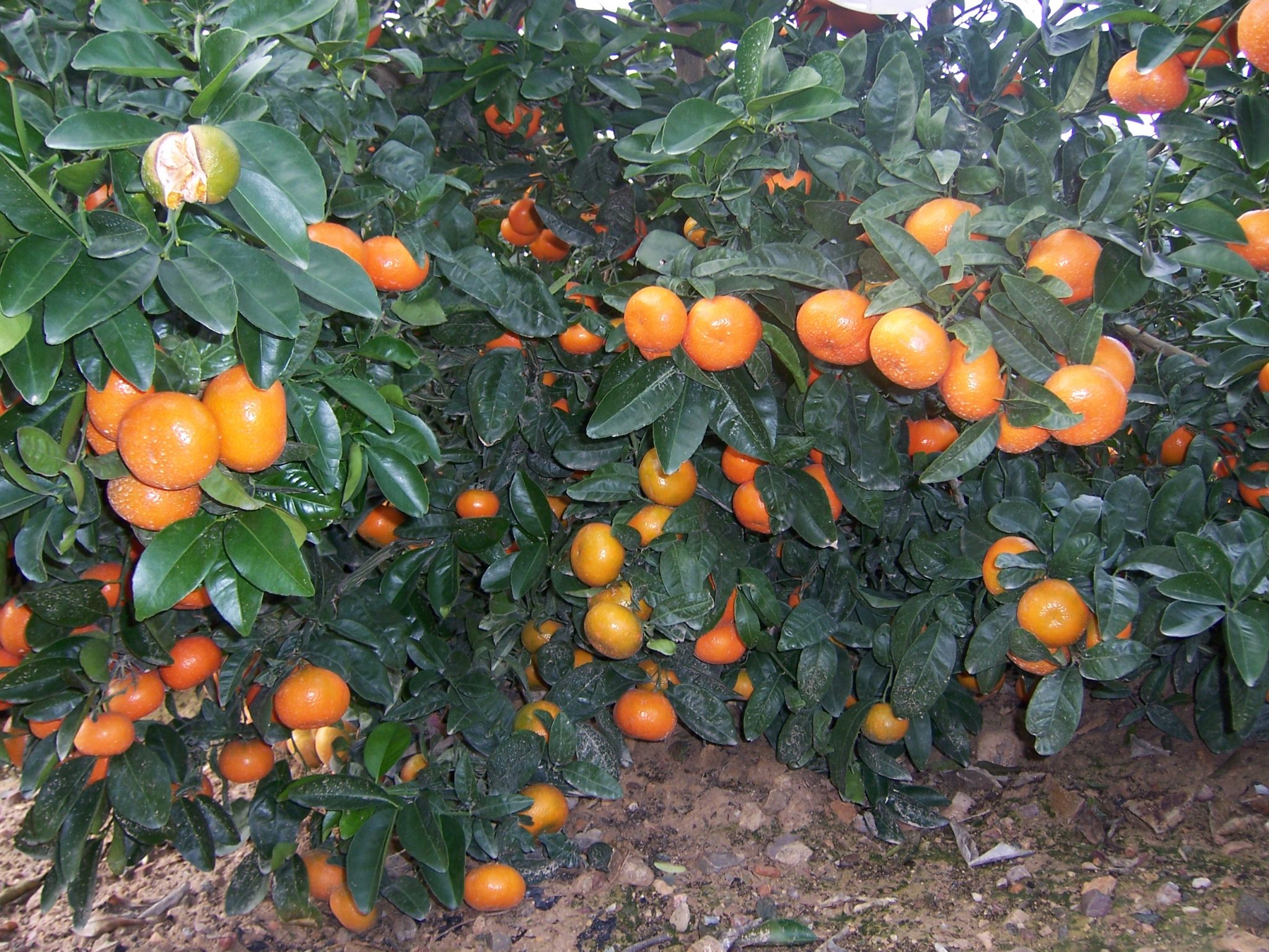 Mandarina Clemenules Clementinas De La Plana Blog