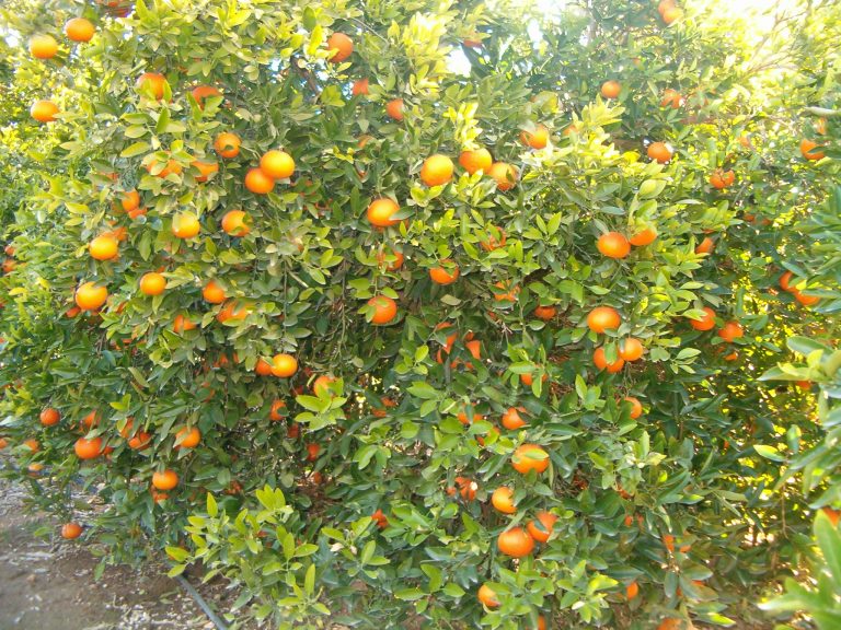 Mandarina Ortanique Clementinas De La Plana Blog