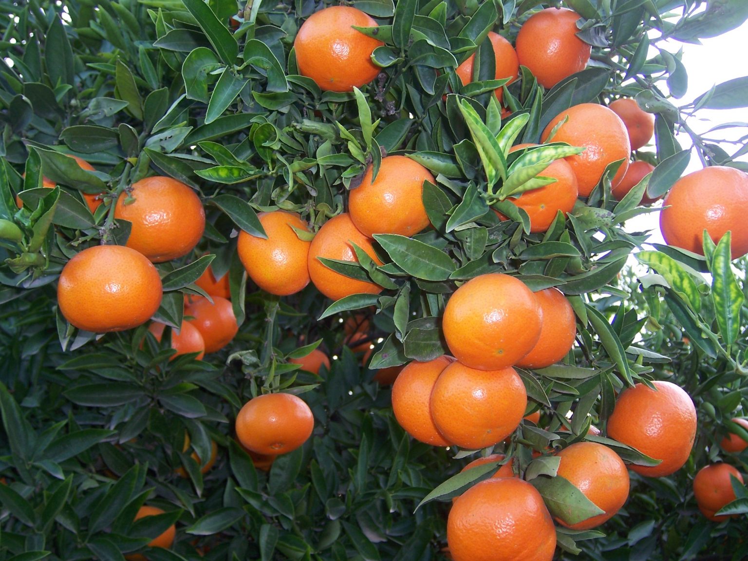  Quienes Somos Clementinas De La Plana Blog