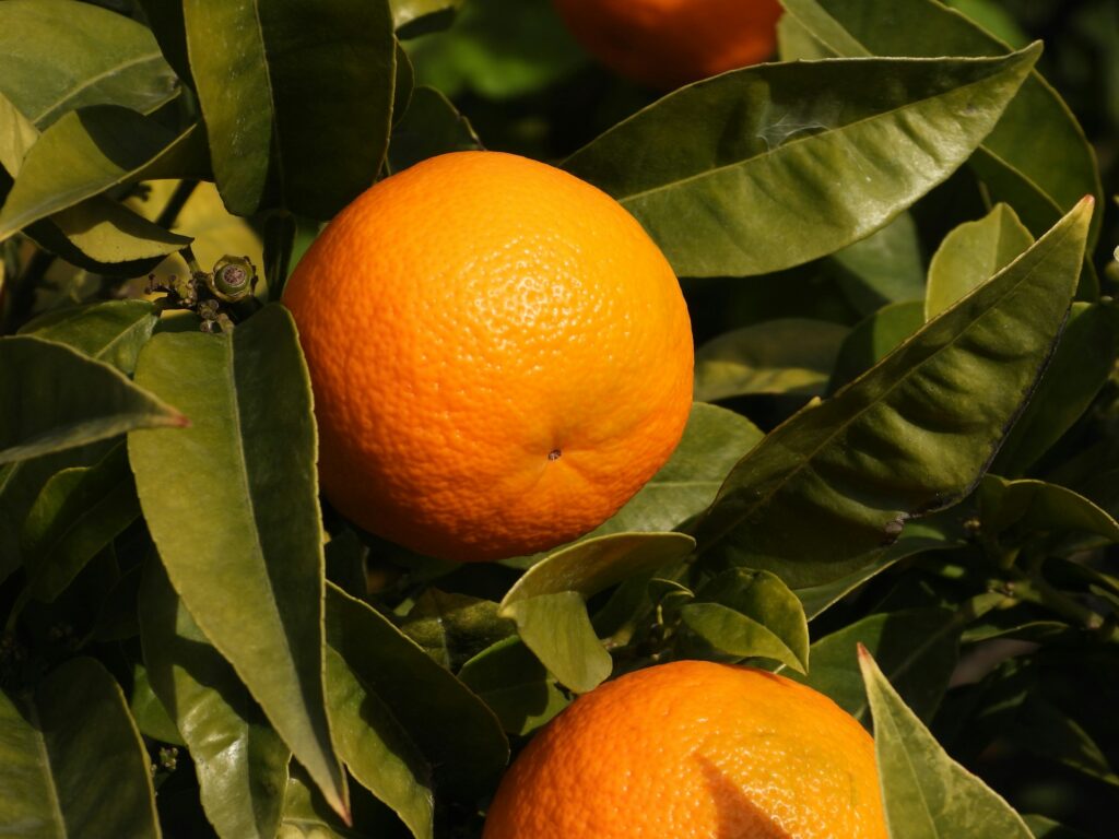 Mitos sobre las naranjas