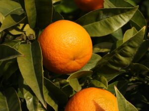 Mitos sobre las naranjas